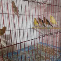 قناری جوجه|پرنده|شیراز, گچی|دیوار