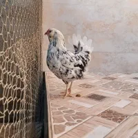 مرغ گلین|حیوانات مزرعه|برازجان, |دیوار