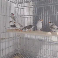 فنج|پرنده|قم, یزدانشهر|دیوار