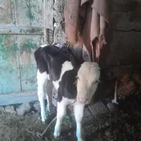 گاو شیری با گوساله ۲۰روزه|حیوانات مزرعه|ورزقان, |دیوار