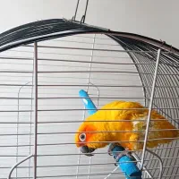 طوطی کانور خورشیدی|پرنده|اردبیل, |دیوار