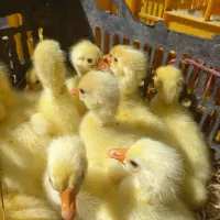 جوجه قوغاز لیندا / غاز