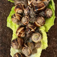 حلزون اسکارگو