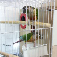 جفت مولد گرینچیک کارداده ضمانتی