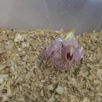 عروس هلندی سرلاکی