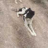 سگ. نرو لاس|سگ|امیدیه, |دیوار