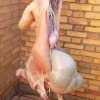 ذبح کامل گوسفند به صورت شرعی و بهداشتی ۳۵۰ تومان