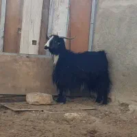 بزغاله و چپش میش بره بز|حیوانات مزرعه|شهرکرد, |دیوار