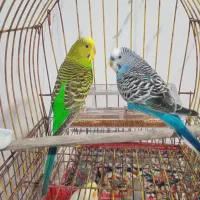 مرغ عشق بسیار زیبا