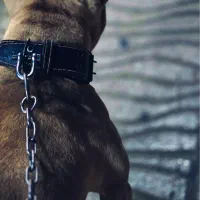 پیت بول سفارتی جهت کشش|سگ|کرمانشاه, |دیوار