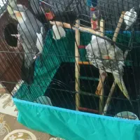 یک جفت عروس هلندی