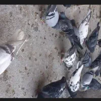 ۲۰ عدد کبوتر پرشی