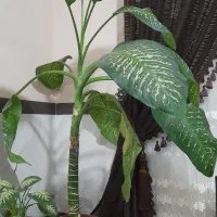 گل دیفن باخی