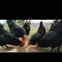 جوجه و تخم نطفه دار استرالوپ استرالیایی