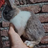 فروش خرگوش|موش و خرگوش|مریوان, |دیوار