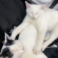 واگذاری رایگان گربه