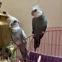 عروس هلندی نژاد دوکت(اهل اهل )|پرنده|خسروشاه, |دیوار