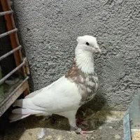 کبوتر طوقی