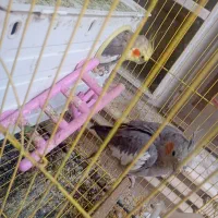 عروس هلندی همراه با قفس بزرگ