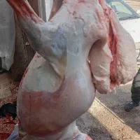 فروش گوشت دام در حضور مشتری