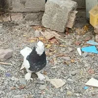 یک جفت  طوق سیاه با،یکن|پرنده|نرماشیر, |دیوار