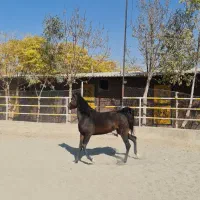 مادیان یک سر عرب مصری|اسب و تجهیزات اسب‌سواری|پرند, فاز ۲|دیوار