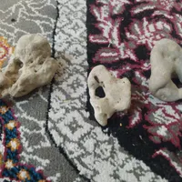 سنگ مرغ خدا