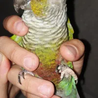 طوطی گیرینچیک|پرنده|ملارد, |دیوار