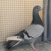 کبوتر پلاکی و پرشی|پرنده|مبارکه, |دیوار