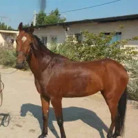 اسب عرب خالص