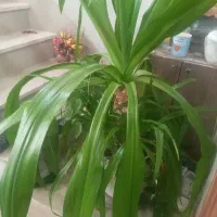 همخانه خانم تا۳۵