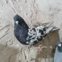 کبوتر پرشی رنگه و سبز و زاغ و دمسفید