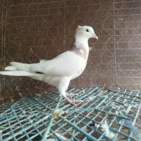 طوقی زرین اجری سرکه ای ابی همه رنگ معاوضه|پرنده|لنجان, |دیوار