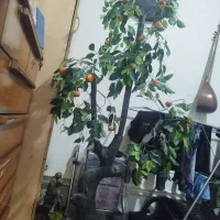 درختچه مصنوعی|گل و گیاه طبیعی|کرمانشاه, |دیوار