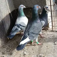 کفتر شهرستان