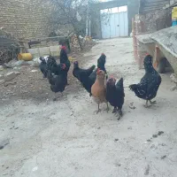 مرغ و خروس مرندی و نژاد های دیگر