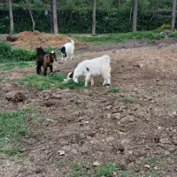 بز پاکستانی ابستن