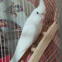 عروس و دو جوجه های یک ماهش