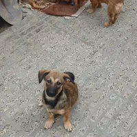 واگذاری اشپیتز