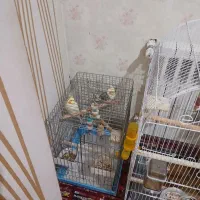 عروس هلندی