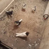 پرنده|پرنده|مشهد, گاز|دیوار