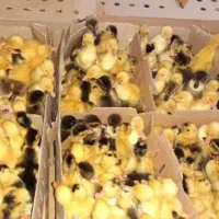 فروش جوجه های ورامینی