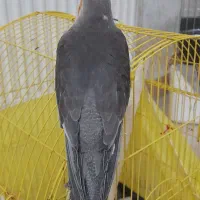 عروس هلندی نر|پرنده|رشت, کوی مهر|دیوار