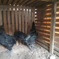 ۲عددخروس ایام سمانی