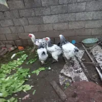 مرغ خروس برهما|حیوانات مزرعه|لاهیجان, لیالستان|دیوار