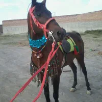 به یک کارگر جهت کار در باشگاه سوارکاری