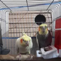 عروس هلندی مولد