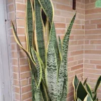 گل فیلندر برگ بزرگ