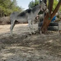الاغ یا خر اخته گله ای 2سال