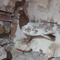 ی جفت نر پرشی قلدر سبزکاکی و سینه سرخ